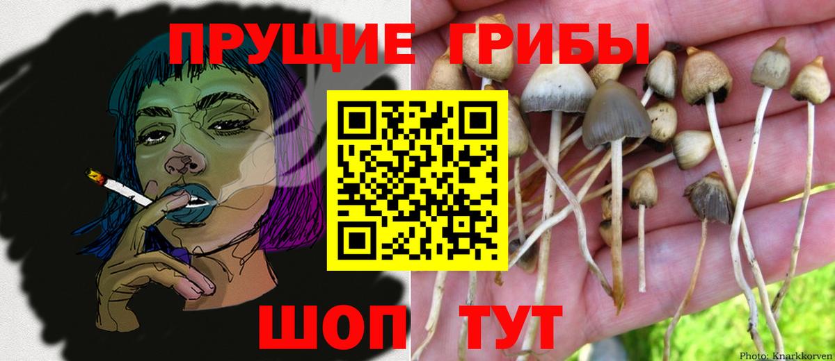Обь  Псилоцибиновые грибы MAGIC MUSHROOMS  Вход с VPN 